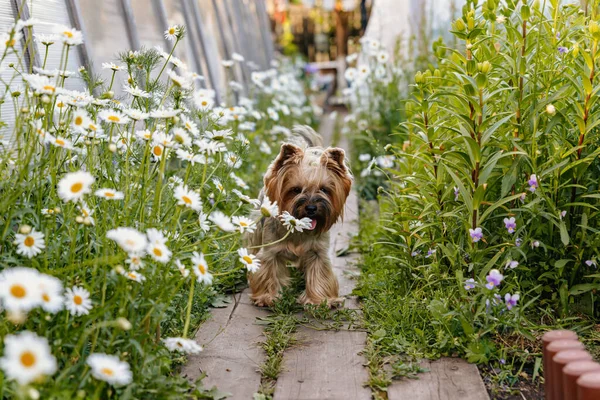 Yorkshire Terrier Cão Pequeno Bonito Corre Longo Uma Calçada Madeira — Fotografia de Stock