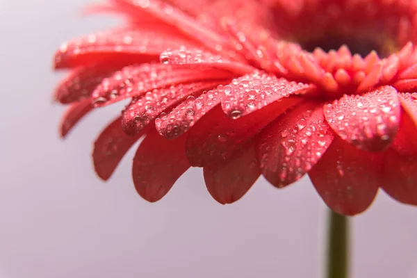Pink Gerbera Flower Petals Many Tiny Water Droplets Macro Shot — Stock Photo, Image