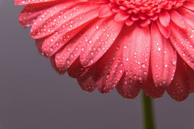 Bir sürü küçük su damlacıkları olan pembe gerbera çiçek yaprakları. Bir tomurcuğa yakın çekim makro çekim.