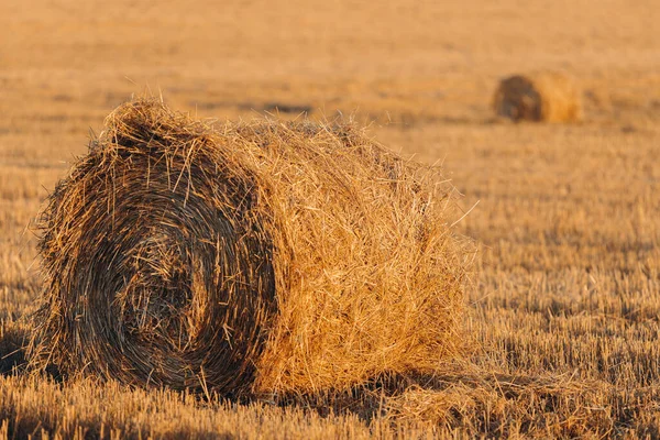 Een Rol Hooi Een Gemaaid Veld Schemering Dageraad Licht — Stockfoto