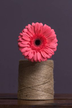 Büyük bir kahverengi sicim, düz bir zemine karşı ahşap bir rafta duruyor. Pembe gerbera çiçeği tomurcuğu.