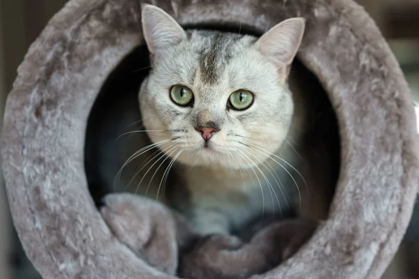 Şirin bir İngiliz Shortair kedisi, yuvarlak, gri bir kedi evinden dikizliyor..