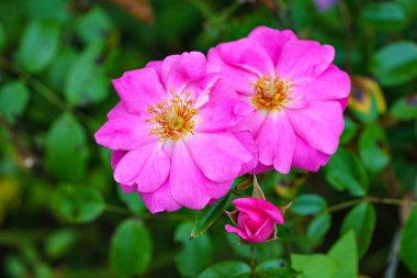 İki Carolina gülü ve yeni çiçek tomurcuğu, Rosa Carolina. Avrupa, yeşillik.