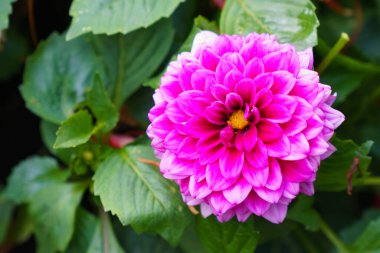 Rosa Dahlia (Dahlia), various Karma Lagoon, North Rhine-Westphalia, Germany