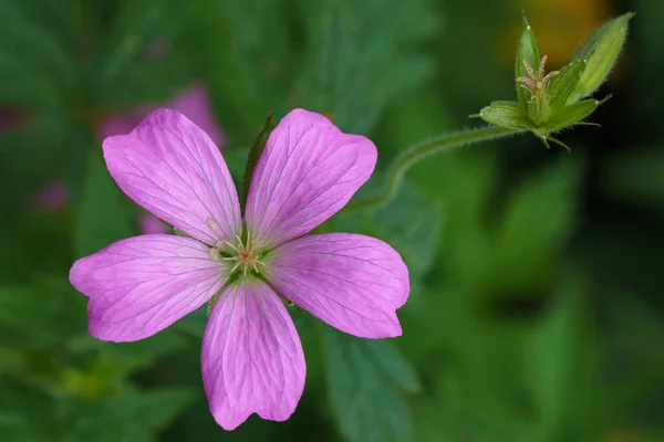 Graziosa Clematide Fiorita Pieno Splendore Tra Foglie Verdi Primo Piano — Foto Stock