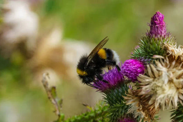 Včela Sbírá Nektar Květiny Čmelák Létě Pyl Detailní Záběr Boční — Stock fotografie