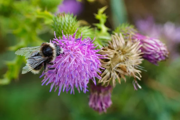 Bin Samlar Nektar Från Blomma Bumblebee Sommaren Äter Pollen Närbild — Stockfoto