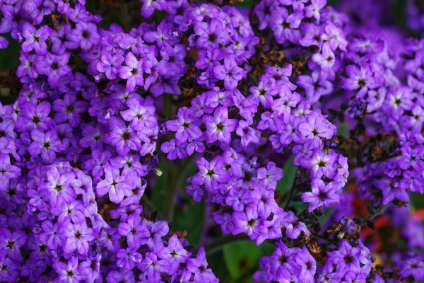 Verbena Profusão Violeta Close Plantas Com Flores Roxas — Fotografia de Stock