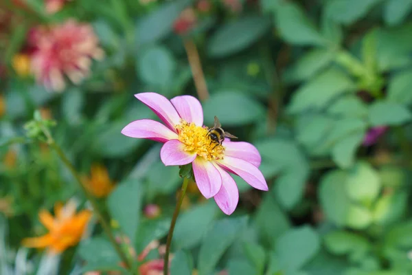 太陽の輝きに黄色の紫色の花の中に蜂 背景の庭 — ストック写真