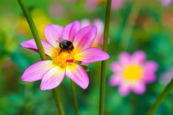 Schöne Lila Kosmos Blume Auf Grün Blauem Hintergrund Hummel Auf — Stockfoto