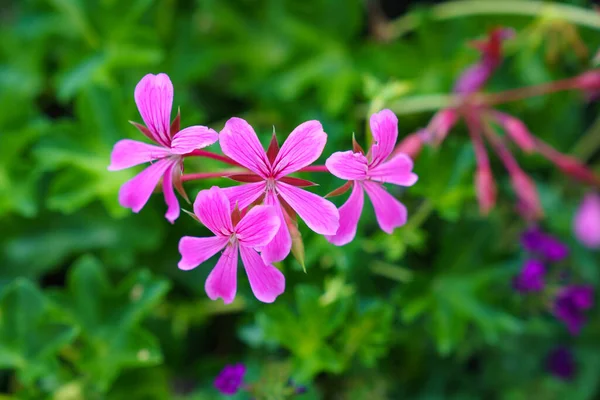 夏の丈夫な花ではないピンクの羽状花にゼラニウム 浅瀬Dof — ストック写真