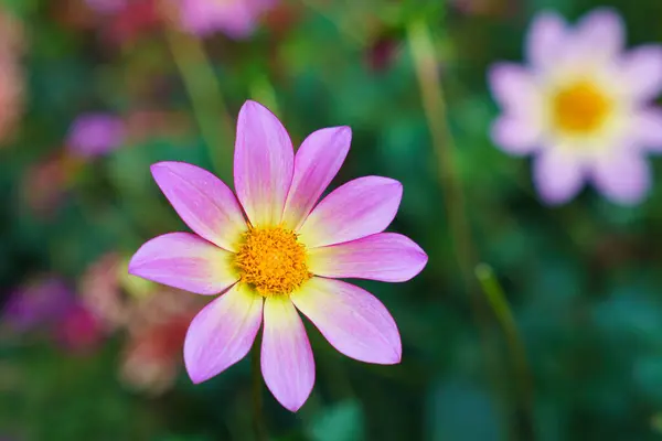 コスモスビンナトゥス 紫色の花のクローズアップ 選択的焦点 浅いDof — ストック写真