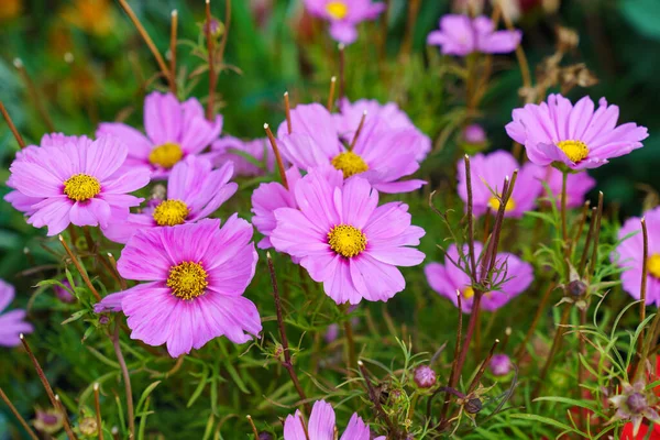 美しい紫色のマルグリットデイジーの花のベッド — ストック写真