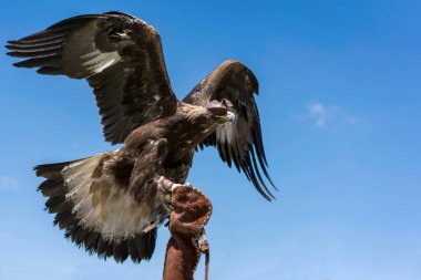 Hayvan eğitmeninin kırpılmış eli Kartal 'ı tutuyor. Mavi gökyüzüne karşı kanatlarını aç.