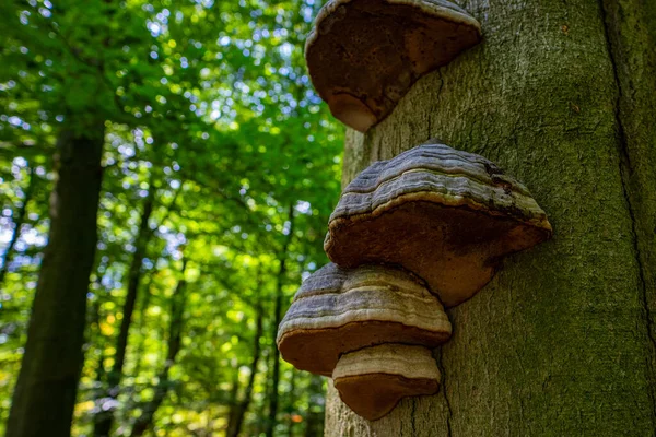 森林里树干上一排排的树真菌 靠近点 — 图库照片