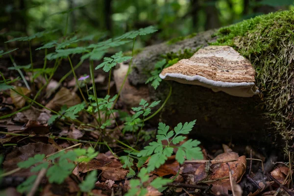 Svamp Stammen Ett Fallen Träd Täckt Med Grön Mossa Närbild — Stockfoto