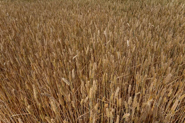 Ears of grain in a large field. Disappearing into the distance perspective.