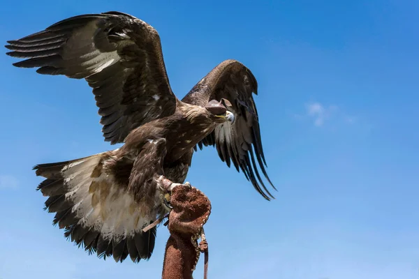 Cropped Hand Of Animal Trainer Holding Eagle. Spread wings against a blue sky.