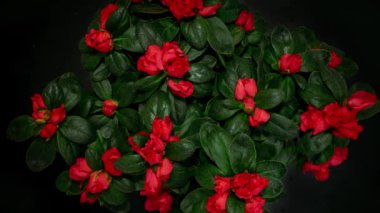 Çiçek açan rhododendron çiçekleri. Hareketi durdur. Kırmızı rhododendron çiçekleri siyah arkaplan.