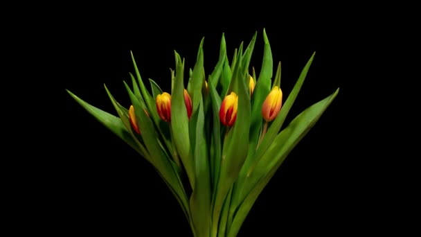 Otwieranie Czerwono Żółtych Tulipanów Czarnym Tle Czas Upływa — Wideo stockowe