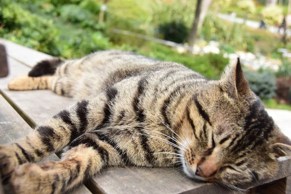 Schläfrig Niedliches Katzenporträt — Stockfoto