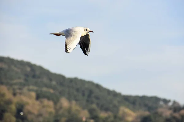 Seagull Vlucht Turkije — Stockfoto