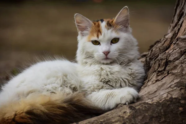 Lindo Poco Blanco Coño — Foto de Stock