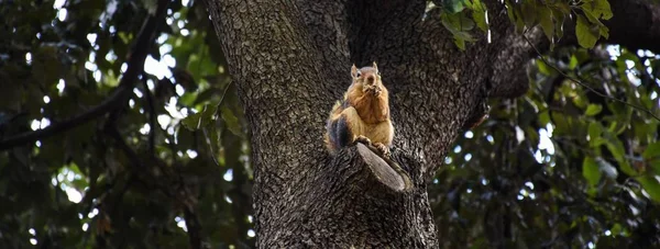 Rotes Eichhörnchen Der Natürlichen Umgebung — Stockfoto