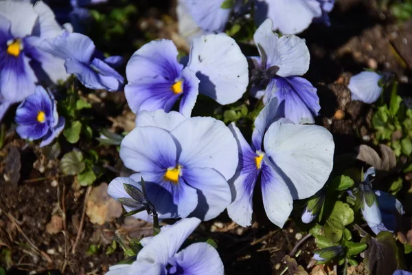 Imagem Macro Flores Jardim — Fotografia de Stock