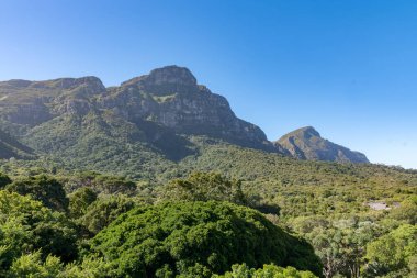 Arkasında dağ olan bir ağaç.