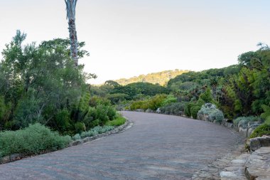 Yol kenarında ağaçlar olan bir patika.