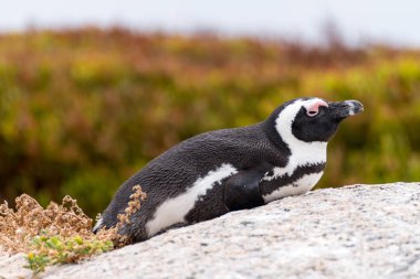 Kayalar penguen kolonisi dan Afrika penguen (Brillenpinguin)