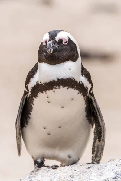 Kayalar Plajı'nda Afrika penguen — Stok fotoğraf