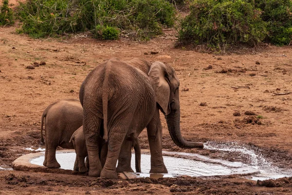 Boire et jouer aux éléphants — Photo