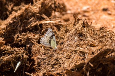 bir fil gübre yığını bir kelebeği 