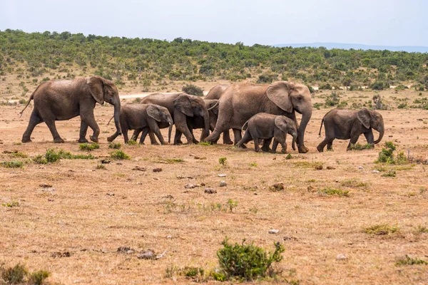 Afrika fili grubunda Milli Parkı — Stok fotoğraf