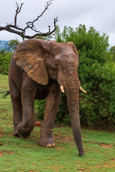 Um elefante que está em pé em um campo verde exuberante — Fotografia de Stock