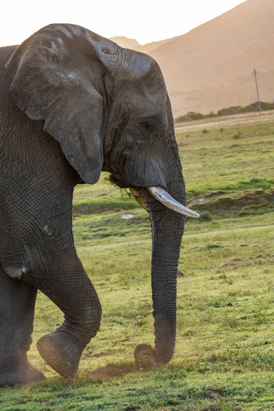 Porträt eines Elefanten — Stockfoto