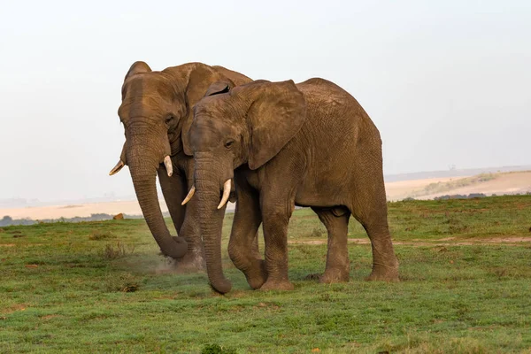 Dois elefantes numa reserva natural — Fotografia de Stock