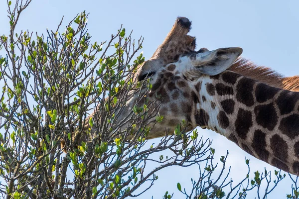 Giraffe frisst Blätter von Baum — Stockfoto