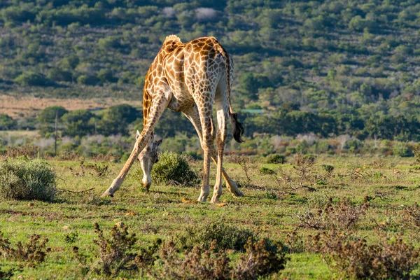 Lustige Position zum Grasen — Stockfoto