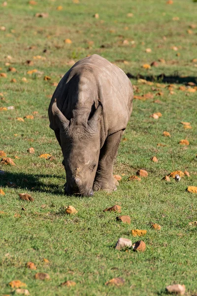 Grazing rhino in south africa — Stock Photo, Image