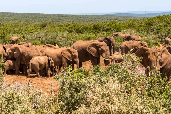 Afrika fili grubunda Milli Parkı — Stok fotoğraf