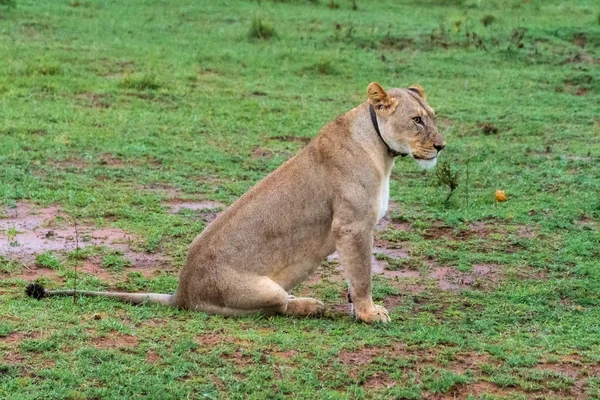 Lions with babies in South Africa — Stock Photo, Image