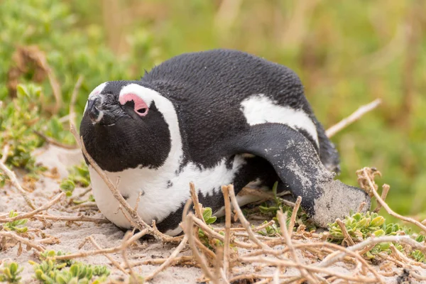 Pingüino africano (Brillenpinguin) de Boulders Penguin Colony — Foto de Stock