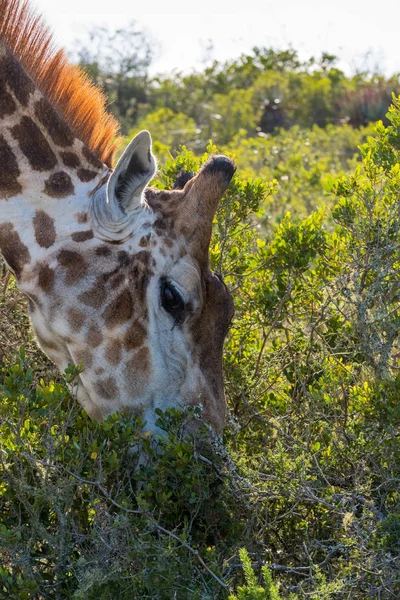 Giraffe frisst Blätter von einem Busch — Stockfoto