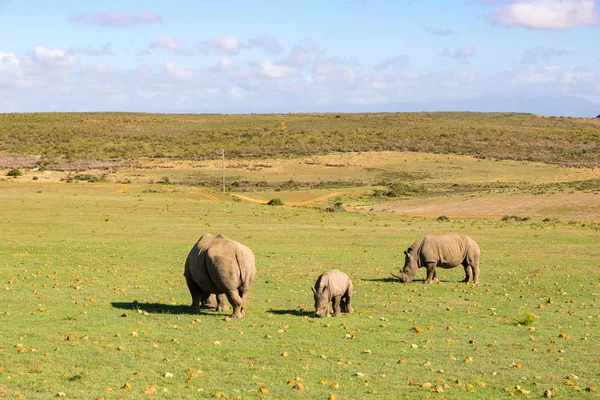 Rinocerontes pastando na África do Sul — Fotografia de Stock