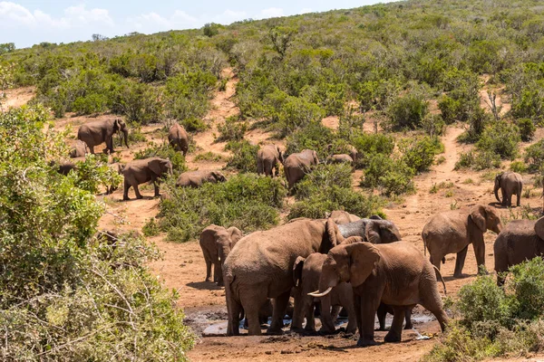 Grupo de elefantes africanos no parque nacional — Fotografia de Stock