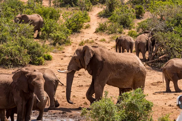 Grupo de elefantes africanos no parque nacional — Fotografia de Stock