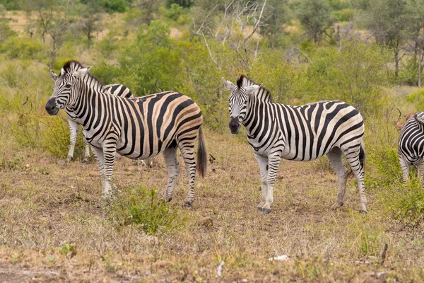 Пара зебр, стоящих поверх покрытого травой поля — стоковое фото